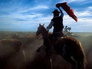 An Argentine gaucho herding cattle on the Pampas